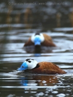 Potápnica bielohlavá - Oxyura leucocephala - White-headed Duck