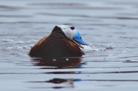 Potápnica bielohlavá - Oxyura leucocephala - White-headed Duck