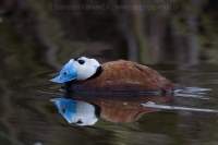 Potápnica bielohlavá - Oxyura leucocephala - White-headed Duck