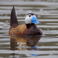 Potápnica bielohlavá - Oxyura leucocephala - White-headed Duck