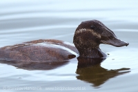 Potápnica bielohlavá - Oxyura leucocephala - White-headed Duck