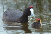 Lyska hrebenatá - Fulica cristata - Red-knobbed Coot