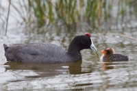 Lyska hrebenatá - Fulica cristata - Red-knobbed Coot