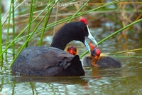 Lyska hrebenatá - Fulica cristata - Red-knobbed Coot