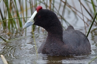 Lyska hrebenatá - Fulica cristata - Red-knobbed Coot