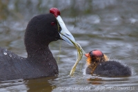 Lyska hrebenatá - Fulica cristata - Red-knobbed Coot