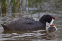 Lyska hrebenatá - Fulica cristata - Red-knobbed Coot