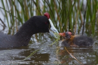 Lyska hrebenatá - Fulica cristata - Red-knobbed Coot