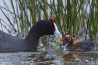 Lyska hrebenatá - Fulica cristata - Red-knobbed Coot