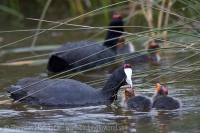 Lyska hrebenatá - Fulica cristata - Red-knobbed Coot