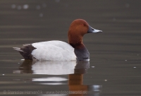 Chochlačka sivá - Aythya ferina - Common Pochard