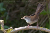 Cetia západná - Cettia cetti - Cetti´s Warbler