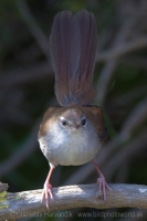 Cetia západná - Cettia cetti - Cetti´s Warbler