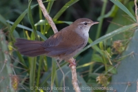 Cetia západná - Cettia cetti - Cetti´s Warbler
