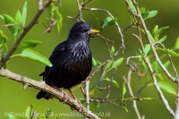 Škorec jednofarebný - Sturnus unicolor - Spotless Starling