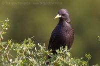 Škorec jednofarebný - Sturnus unicolor - Spotless Starling