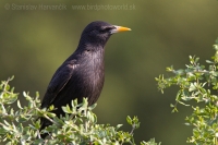 Škorec jednofarebný - Sturnus unicolor - Spotless Starling