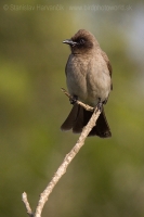 Bylbyl bradatý - Pycnonotus barbatus - Common bulbul
