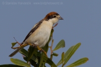Strakoš červenohlavý - Lanius senator - Woodchat Shrike