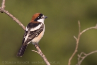 Strakoš červenohlavý - Lanius senator - Woodchat Shrike
