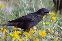Škorec jednofarebný - Sturnus unicolor - Spotless Starling