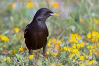 Škorec jednofarebný - Sturnus unicolor - Spotless Starling