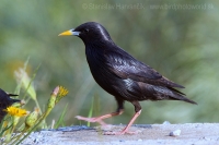 Škorec jednofarebný - Sturnus unicolor - Spotless Starling