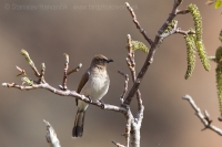 Bylbyl bradatý - Pycnonotus barbatus - Common bulbul