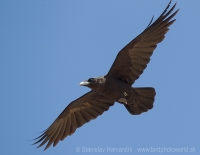 Krkavec čierny - Corvus corax - Common Raven