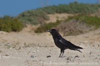 Krkavec čierny - Corvus corax - Common Raven