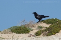 Krkavec čierny - Corvus corax - Common Raven