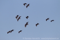 Ibis skalný - Geronticus eremita - Bald Ibis