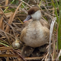 Hrdzavka potápavá - Netta rufina - Red-crested Pochard