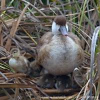 Hrdzavka potápavá - Netta rufina - Red-crested Pochard