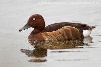 Chochlačka bielooká - Aythya nyrocca - Ferruginous Duck