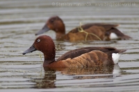 Chochlačka bielooká - Aythya nyrocca - Ferruginous Duck