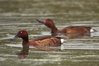 Chochlačka bielooká - Aythya nyrocca - Ferruginous Duck
