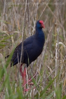 Sultánka purpurová - Porphyrio porphyrio - Purple Swamphen