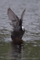 Lyska hrebenatá - Fulica cristata - Red-knobbed Coot