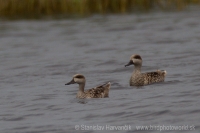 Kačica úzkozobá - Marmaronetta angustirostris - Marbled Duck