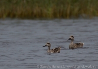 Kačica úzkozobá - Marmaronetta angustirostris - Marbled Duck