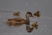 Hrdzavka potápavá - Netta rufina - Red-crested Pochard