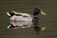 Kačica divá - Anas platyrhynchos -Mallard