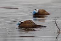 Potápnica bielohlavá - Oxyura leucocephala - White-headed Duck