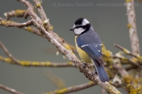 Sýkorka saharská - Cyanistes (teneriffae) ultramarinus - African Blue Tit