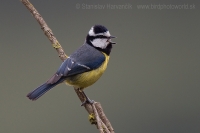Sýkorka saharská - Cyanistes (teneriffae) ultramarinus - African Blue Tit