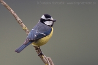 Sýkorka saharská - Cyanistes (teneriffae) ultramarinus - African Blue Tit