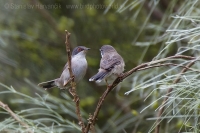 Penica bielohrdlá - Sylvia melanocephala - Sardinian Warbler
