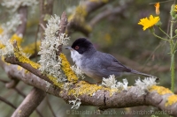 Penica bielohrdlá - Sylvia melanocephala - Sardinian Warbler
