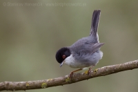 Penica bielohrdlá - Sylvia melanocephala - Sardinian Warbler